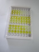 ELISA Kit for Resistin Like Beta (RETNLb)