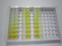 ELISA Kit for Suppression Of Tumorigenicity 14 (ST14)
