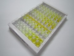 ELISA Kit for Circadian Locomoter Output Cycles Protein Kaput (CLOCK)