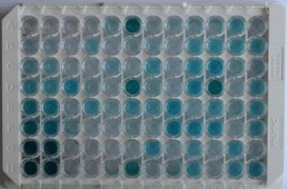 ELISA Kit for Procollagen III N-Terminal Propeptide (PIIINP)