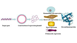 Recombinant Protein Customized Service