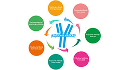 Polyclonal Antibody Customized Service