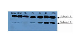 Western Blot (WB) Experiment Service