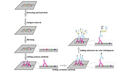 Immunohistochemistry (IHC) Experiment Service