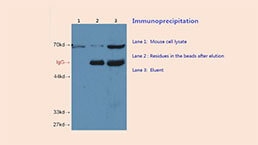 Immunoprecipitation (IP) Experiment Service