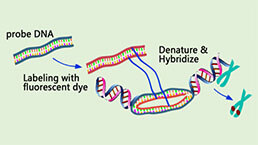 In Situ Hybridization (ISH) Experiment Service