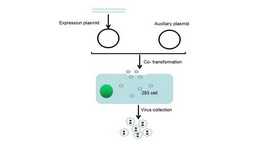 Adenovirus Packaging Experiment Service