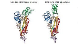 Spike RBD Protein (S-RBD)