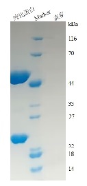 Streptavidin-Agarose Beads